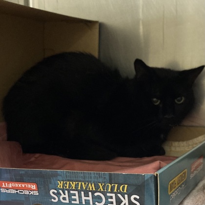 SALSA - Domestic Shorthair / Mix available for adoption