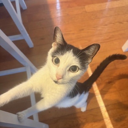 TRIUMPH - Domestic Shorthair / Mix available for adoption