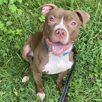 FRIDA - Mixed Breed, Medium (up to 44 lbs fully grown) / Mix available for adoption