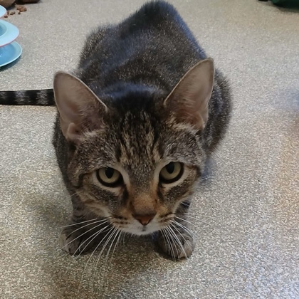 DARMOK - Domestic Shorthair / Mix available for adoption