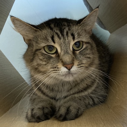 MYSTIQUE - Domestic Medium Hair / Mix available for adoption