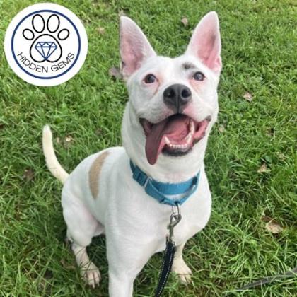 MITCHEL - Mixed Breed, Medium (up to 44 lbs fully grown) / Mix available for adoption