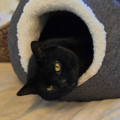 PALLAS - Domestic Shorthair / Mix available for adoption