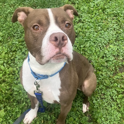 DRACO - Mixed Breed, Medium (up to 44 lbs fully grown) / Mix available for adoption