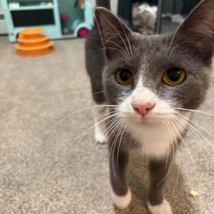 ANTIQUITY - Domestic Shorthair / Mix available for adoption