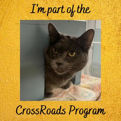 ANICOTTI - Domestic Shorthair / Mix for adoption in Albany