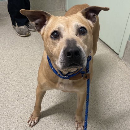 BAYLEE - Mixed Breed, Medium (up to 44 lbs fully grown) / Mix available for adoption