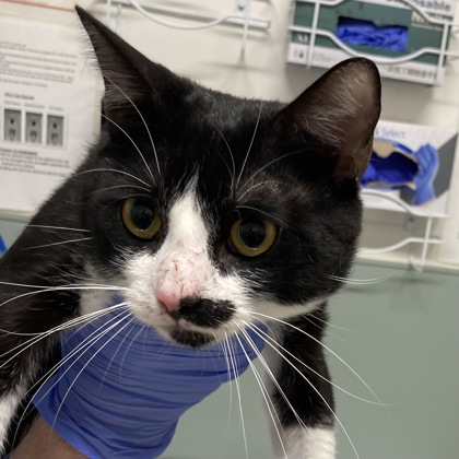BOM BOM - Domestic Shorthair / Mix available for adoption