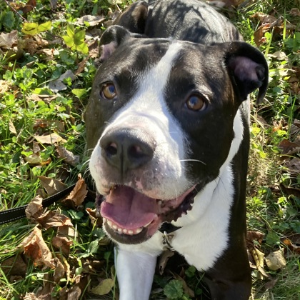 ELIAS - Mixed Breed, Large (over 44 lbs fully grown) / Mix available for adoption