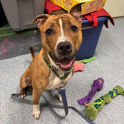 SHAMROCK - Mixed Breed, Large (over 44 lbs fully grown) / Mix available for adoption