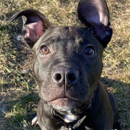 TUCSON - Mixed Breed, Medium (up to 44 lbs fully grown) / Mix available for adoption