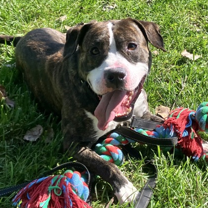 BURTON - Mixed Breed, Large (over 44 lbs fully grown) / Mix available for adoption