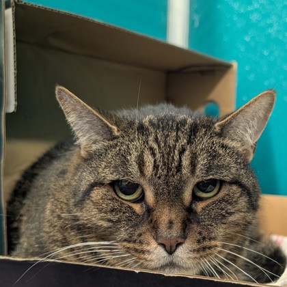 MARIO - Domestic Shorthair / Mix available for adoption
