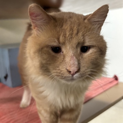 MARLIE - Domestic Medium Hair / Mix available for adoption