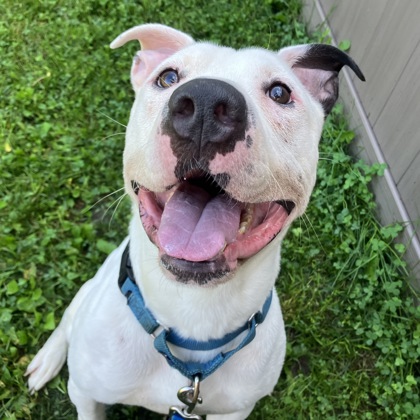 GLITCH - Mixed Breed, Medium (up to 44 lbs fully grown) / Mix for adoption in Albany