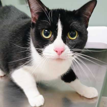 ANGEL - Domestic Shorthair / Mix available for adoption