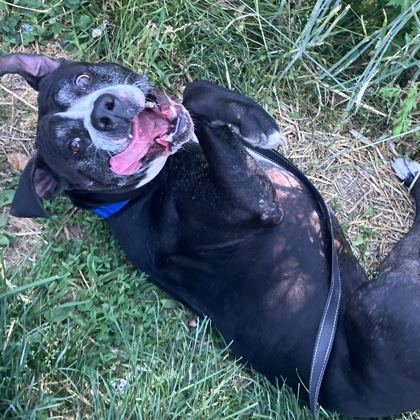 BARRY - Mixed Breed, Large (over 44 lbs fully grown) / Mix available for adoption