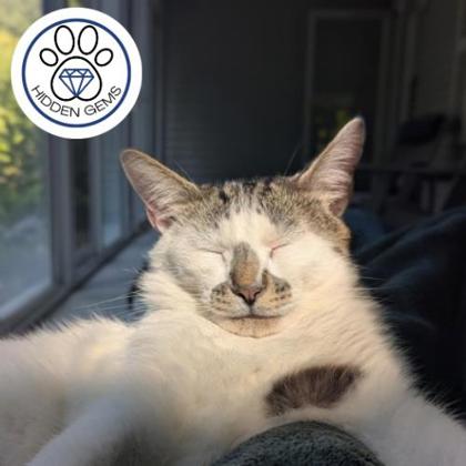 BENNY - Domestic Shorthair / Mix for adoption in Albany