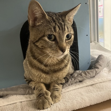 DARCY - Domestic Shorthair / Mix available for adoption