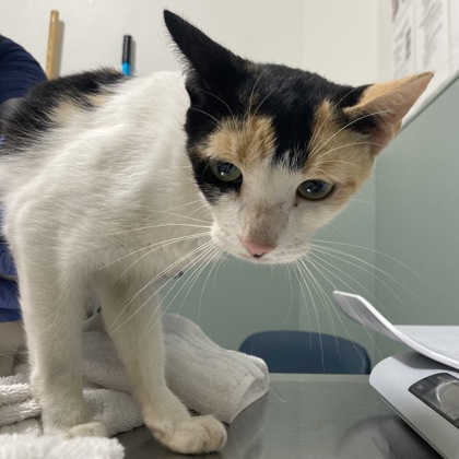 PAPRIKA - Domestic Shorthair / Mix available for adoption