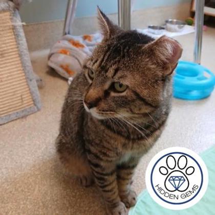 HAROLD - Domestic Shorthair / Mix for adoption in Albany