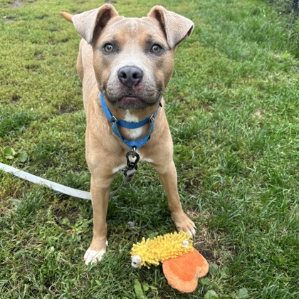BECK - Mixed Breed, Medium (up to 44 lbs fully grown) / Mix available for adoption
