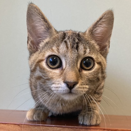 MIRA - Domestic Shorthair / Mix available for adoption
