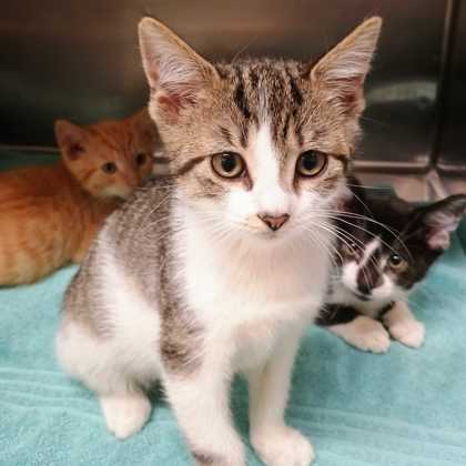 AURA - Domestic Shorthair / Mix available for adoption
