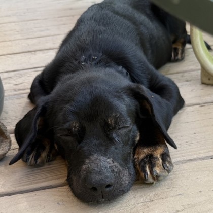 POMELO - Mixed Breed, Small (under 24 lbs fully grown) / Mix available for adoption