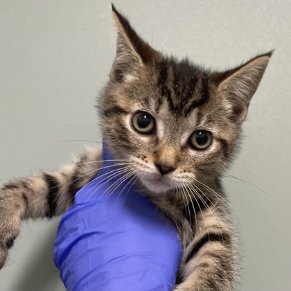 ARDUINO - Domestic Shorthair / Mix available for adoption