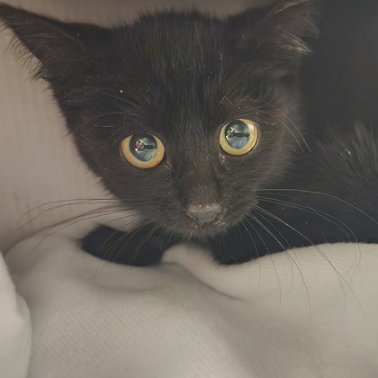 CALLIOPE - Domestic Shorthair / Mix available for adoption