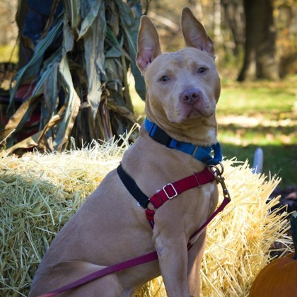 CALZONE - Mixed Breed, Large (over 44 lbs fully grown) / Mix available for adoption