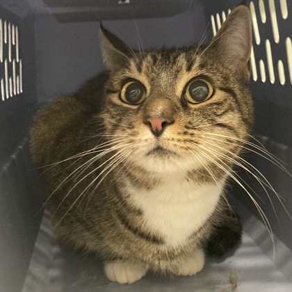 BLAIR - Domestic Shorthair / Mix available for adoption