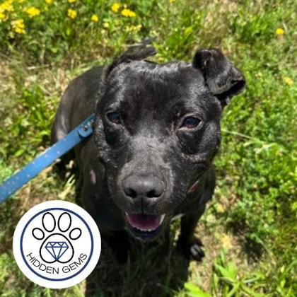 LEWIS - Mixed Breed, Medium (up to 44 lbs fully grown) / Mix available for adoption