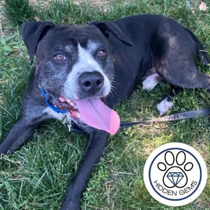 BARRY - Mixed Breed, Large (over 44 lbs fully grown) / Mix available for adoption
