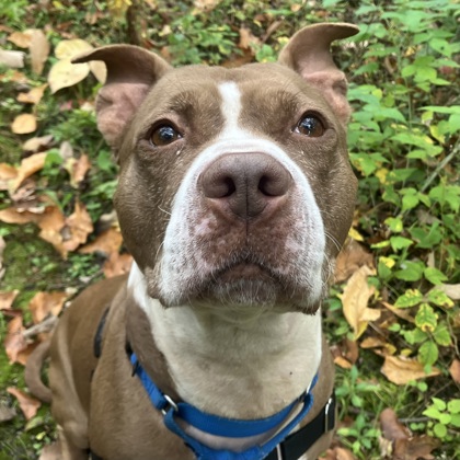 NALA - Mixed Breed, Large (over 44 lbs fully grown) / Mix available for adoption