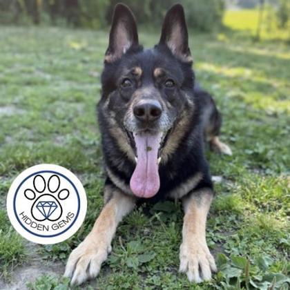RAY - Mixed Breed, Large (over 44 lbs fully grown) / Mix available for adoption