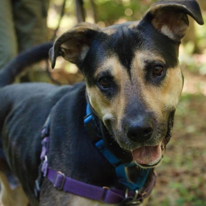 BODHI - Mixed Breed, Large (over 44 lbs fully grown) / Mix available for adoption