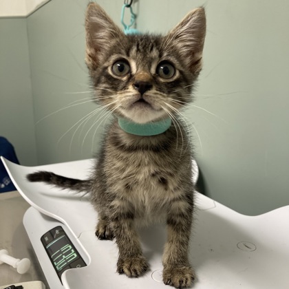 ARBOREA - Domestic Shorthair / Mix available for adoption