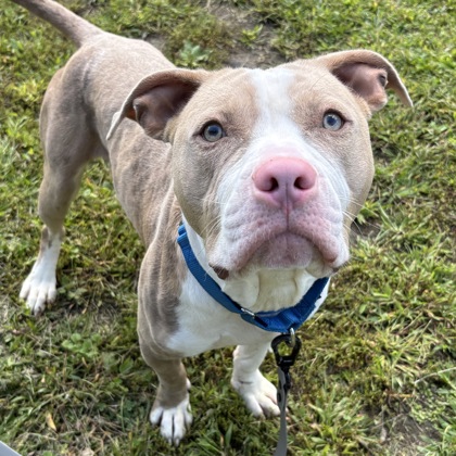 QUENTIN - Mixed Breed, Large (over 44 lbs fully grown) / Mix for adoption in Albany