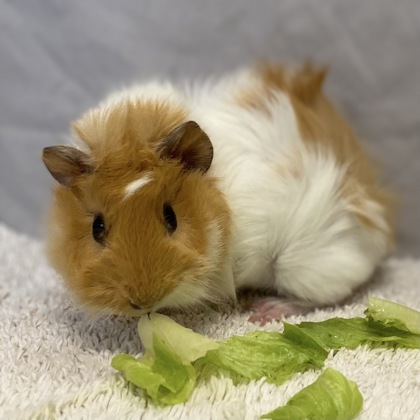 JOJA - Guinea Pig / Guinea Pig available for adoption