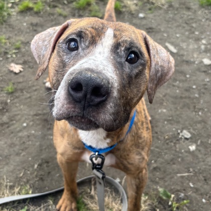 MOGI - Mixed Breed, Medium (up to 44 lbs fully grown) / Mix available for adoption