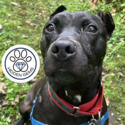 LEWIS - Mixed Breed, Medium (up to 44 lbs fully grown) / Mix available for adoption