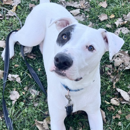 JAX - Mixed Breed, Large (over 44 lbs fully grown) / Mix available for adoption