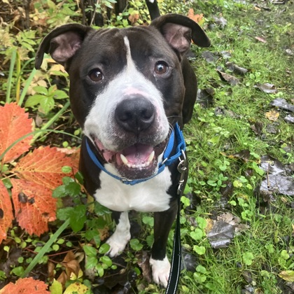 CHANCE - Mixed Breed, Large (over 44 lbs fully grown) / Mix available for adoption