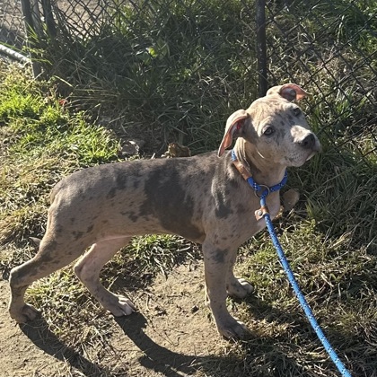 ADELAIDE - Mixed Breed, Medium (up to 44 lbs fully grown) / Mix available for adoption
