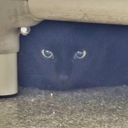 EGG - Domestic Shorthair / Mix for adoption in Albany