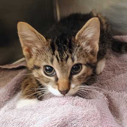 BELARUS - Domestic Shorthair / Mix available for adoption