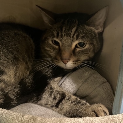 DARMOK - Domestic Shorthair / Mix available for adoption