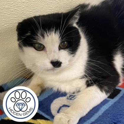 CILAN - Domestic Shorthair / Mix for adoption in Albany